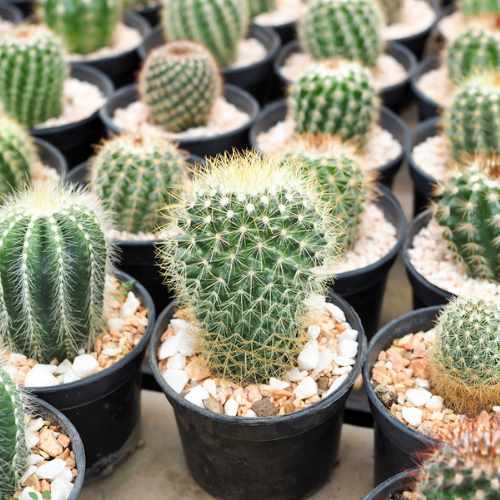 cacti indoor houseplants