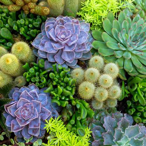 cactus-and-succulents
