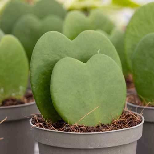 hoya-heart-houseplant