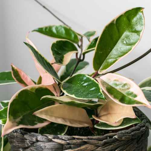 hoya-variegated-houseplant