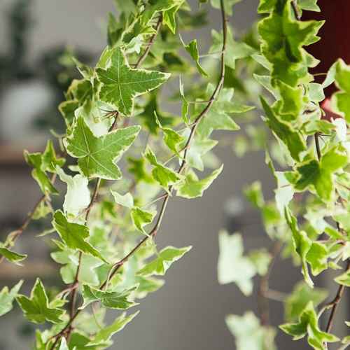 ivy-hanging-houseplant