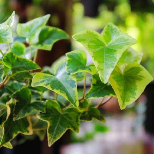 ivy-variegated-houseplant