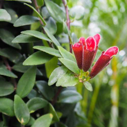 lipstick plant flowering houseplant