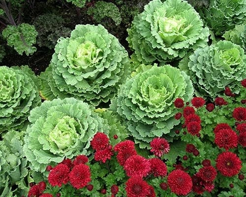 ornamental-cabbage-red-mums (1)
