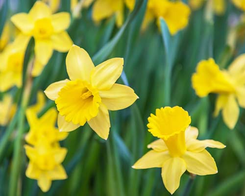 yellow-daffodils, spring flowering bulbs