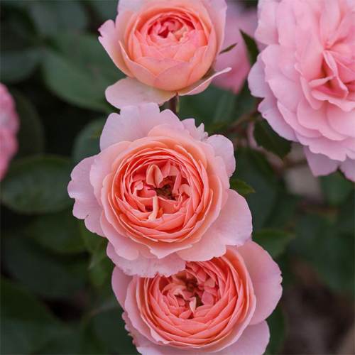 Floribunda Rose