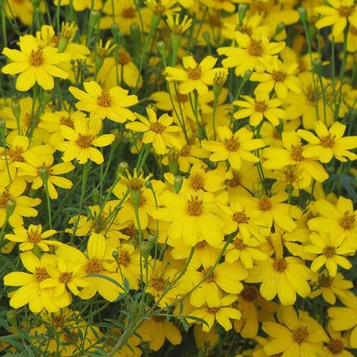 Sedum, Perennial Plant