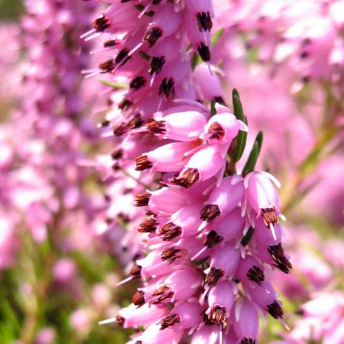 Close-up of vibrant pink heather flowers in bloom. The tiny bell-shaped blossoms cluster along the stems, contrasting with small green leaves in the background, creating a lush, colorful scene.