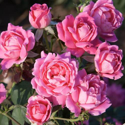 Pink Double Knock Out Roses