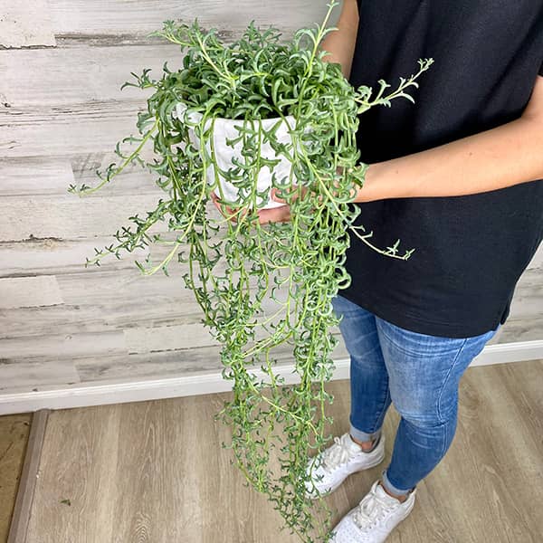 String of Dolphins Hanging basket