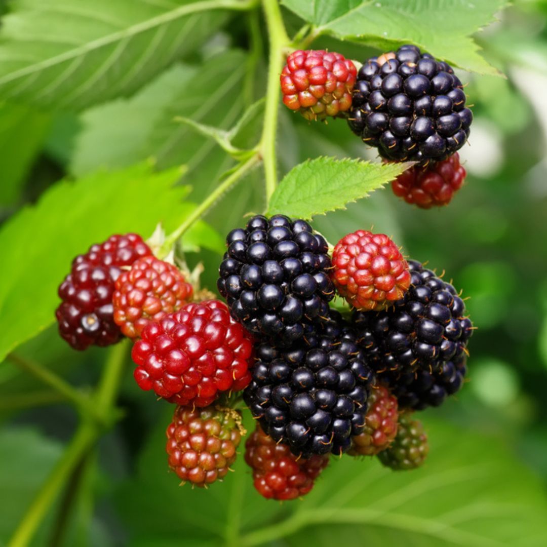 Blackberry-bush