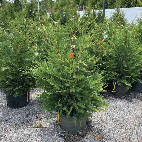 Leyland Cypress Screening Plant for Privacy
