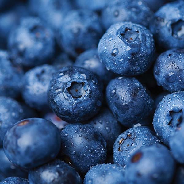 blueberries-fresh-picked Blueberries Fresh Picked