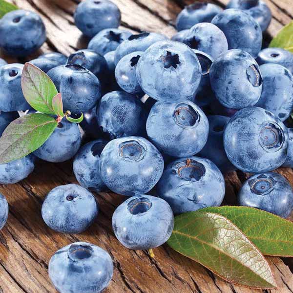 blueberry-bush-blue-crop-fruit Blueberry Bush Blue Crop Fruit