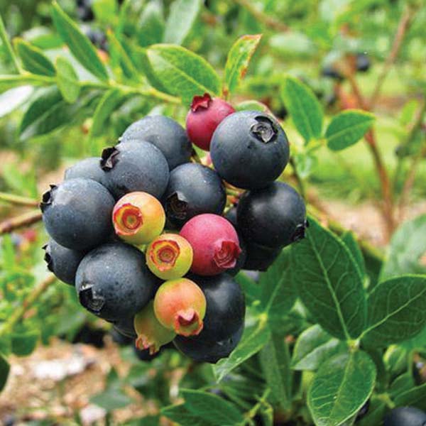 blueberry-bush-glaze-fruit Blueberry Bush Glaze Fruit
