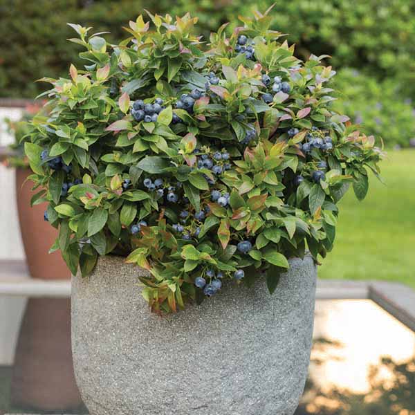 blueberry-bush-jelly-bean-plant Blueberry Bush Jelly Bean Plant