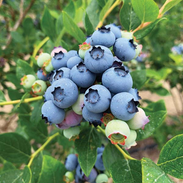 blueberry-bush-jersey-fruit Blueberry Bush Jersey Fruit