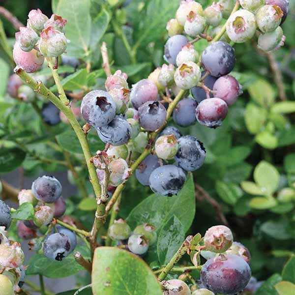 blueberry-bush-peach-sorbet-fruit Blueberry Bush Peach Sorbet Fruit