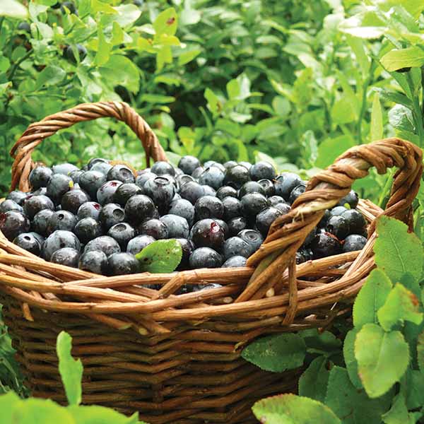 bluebrries-in-a-basket Blueberries in a Basket