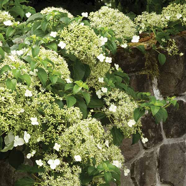 Climbing Hydrangea Flowering Vine