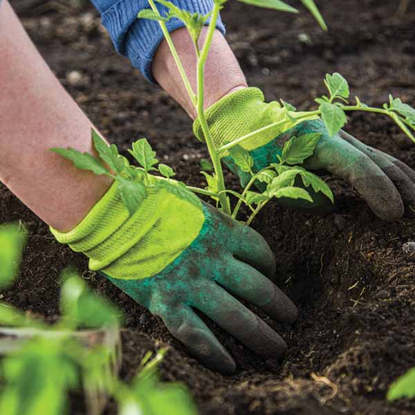Planting Tomatoes in the Garden