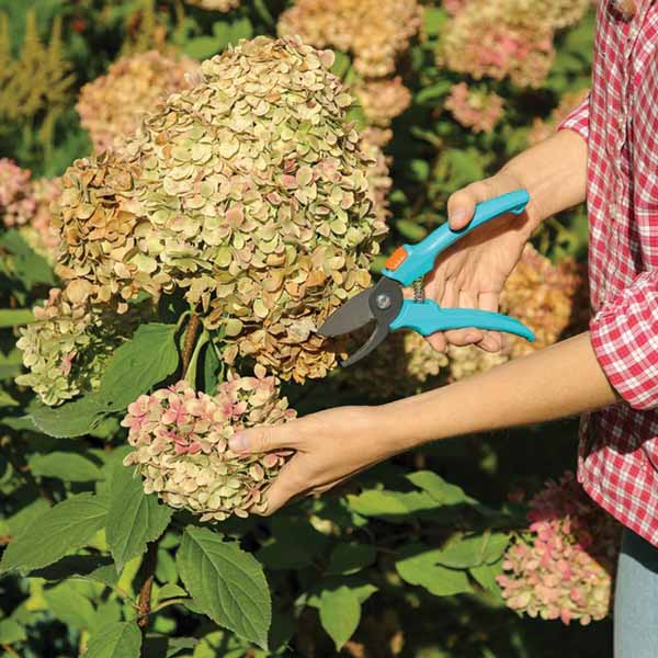 Pruning Hydrangea After Flowering