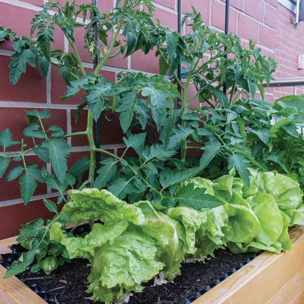 Tomato and Lettuce Raised Bed