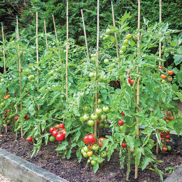 Tomatoes Grown in Raised Bed