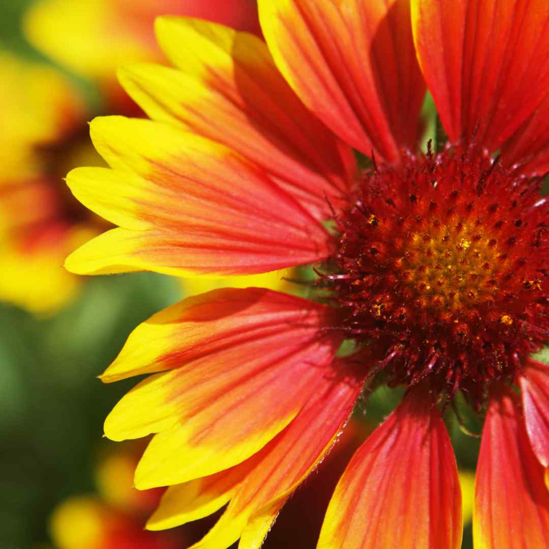 Blanket Flower