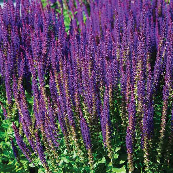 Salvia