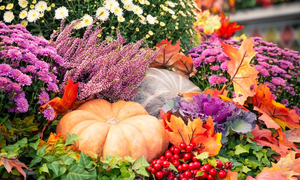 Fall Harvest at Hicks Nurseries, Mums and Pumpkins