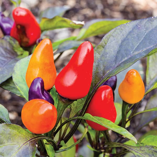 Ornamental Peppers Fall Plants