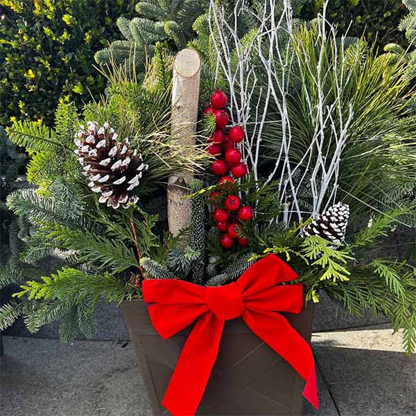 Fresh Greens Christmas Planter at Hicks Nurseries