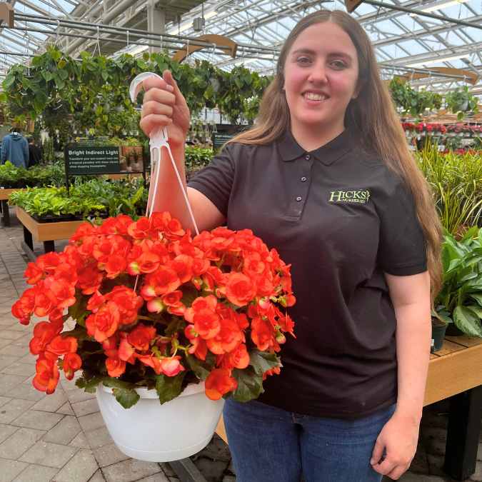 Rieger-begonia-hanging-basket-red A woman in a black polo shirt stands in a greenhouse, smiling and holding a white hanging basket filled with vibrant red flowers. Green plants and flowers are visible on tables in the background.