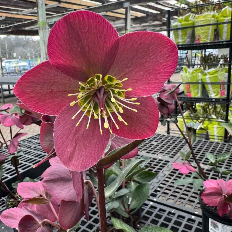 A close-up of a single pink hellebore flower with a yellow center, displayed in a garden center on a black plastic grid shelf, surrounded by green foliage and other flowers.