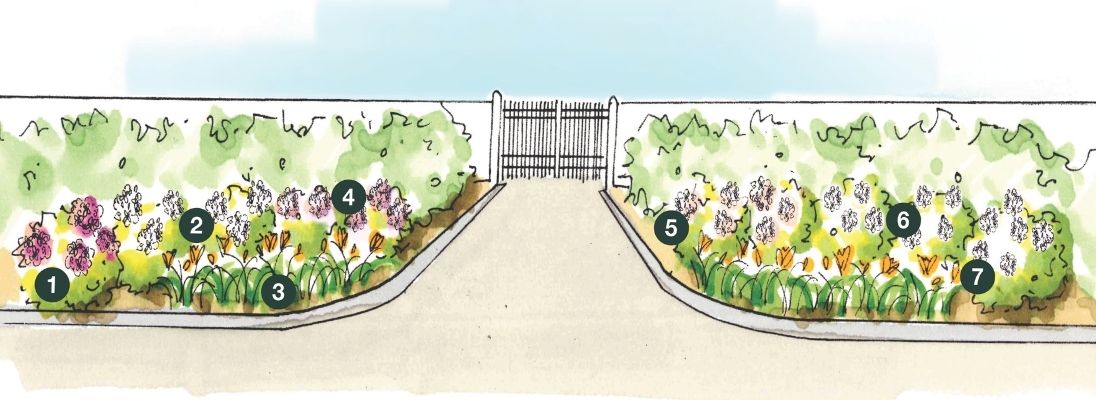 Illustration of the Hicks Nurseries HYDRANGEA Garden shows a path leading to a gate, bordered by flower beds on both sides. The flower beds contain various colorful plants, each labeled with a numbered circle from 1 to 7. Shrubs form the backdrop.