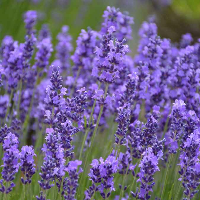 A close-up of vibrant lavender flowers with purple blooms and green stems, growing outdoors in a lush field. The background shows more blurred lavender plants.