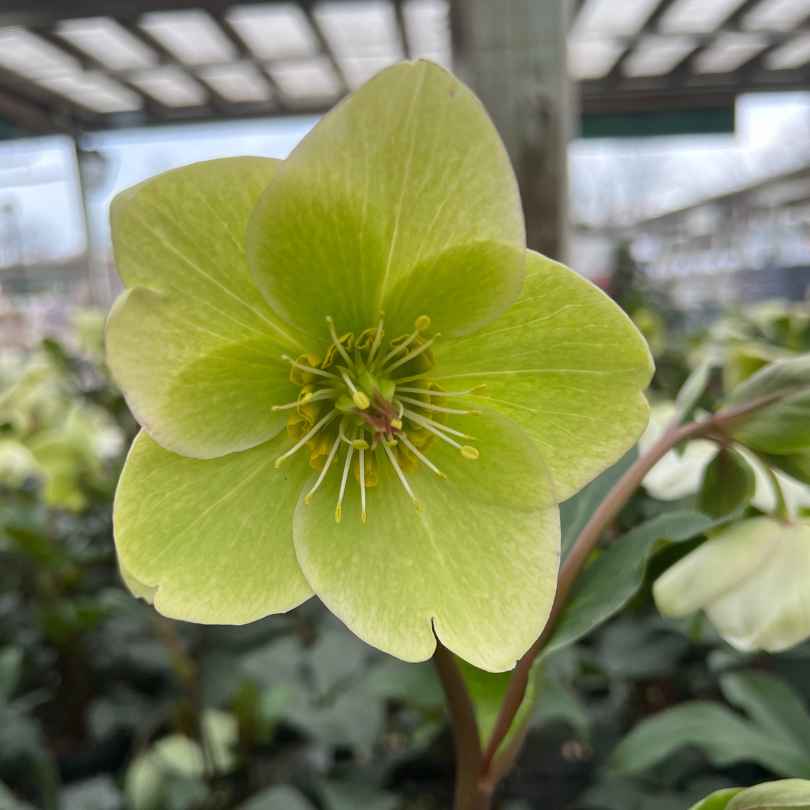 A close-up of a pale green hellebore flower with delicate petals and yellow stamens, set against a blurred background of foliage and a greenhouse structure.