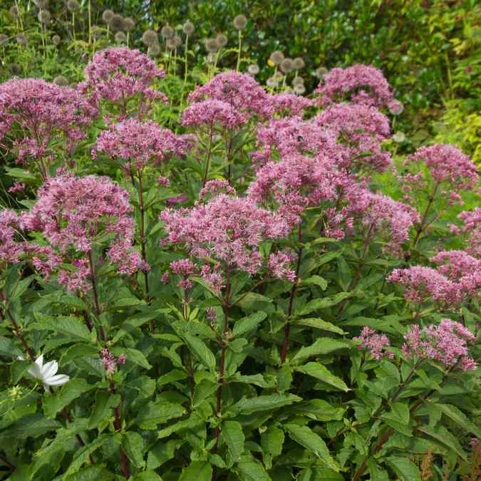 Tall green plants with clusters of small, pinkish-purple flowers bloom in a garden, surrounded by lush foliage and other plants in the background.