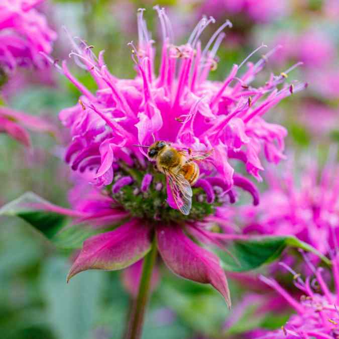 A bee collects nectar from a vibrant pink flower with spiky petals, surrounded by green leaves and other blurred flowers in the background.