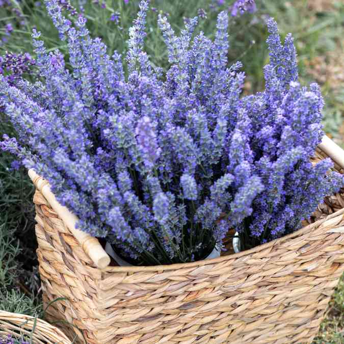 A woven basket filled with fresh sprigs of blooming lavender, displaying vibrant purple flowers. The basket sits outdoors among more lavender plants and greenery.