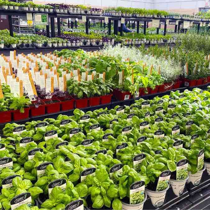Rows of potted herbs and plants, including basil in white pots, are neatly displayed on shelves in a garden center. Plant markers and labels are visible among the green foliage.