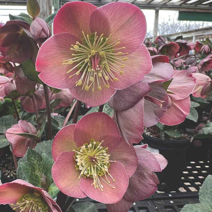Close-up of pink hellebore flowers with yellow stamens, surrounded by green foliage and other similar blooms in a garden center setting.