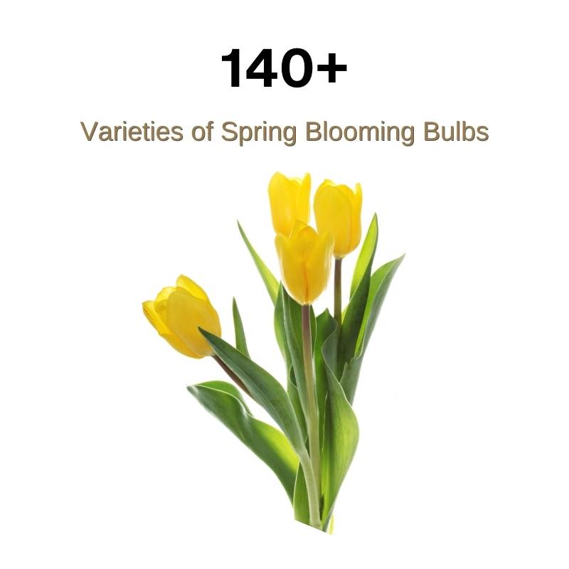 A cluster of yellow tulips with green leaves is shown below the text 140+ Varieties of Spring Blooming Bulbs on a white background.