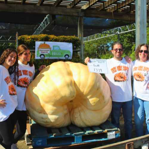 Giant Pumpkin Contest at Hicks Nurseries 2024-1 Four people in matching pumpkin-themed shirts pose and smile around a huge, pale orange pumpkin on a pallet. One person holds a sign that reads “1st 1931.” A banner with a green truck and pumpkin logo is in the background.