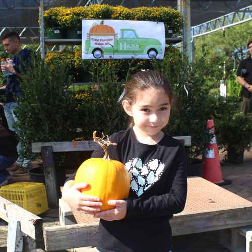 Giant Pumpkin Contest at Hicks Nurseries 2024-child A young girl with brown hair in a ponytail holds a pumpkin, standing outdoors by a wooden table. Behind her are green plants, yellow flowers, and a sign with a green truck and pumpkin.