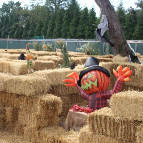 Hicks Nurseries Fall Festival (3) A Halloween-themed hay maze features a large inflatable pumpkin-headed scarecrow with a black hat and red arms, surrounded by hay bales and spooky decorations. Trees and a green fence are visible in the background.