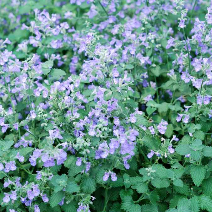 A dense patch of catmint plants with numerous small, light purple flowers and green, serrated leaves. The blossoms cover the foliage, creating a lush and colorful ground cover.