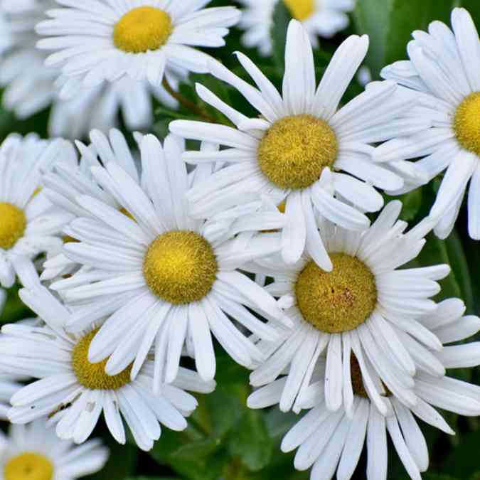 Close-up of several white daisies, a sun perennial with yellow centers and green leaves in the background. The flowers overlap slightly, creating a dense, vibrant cluster.