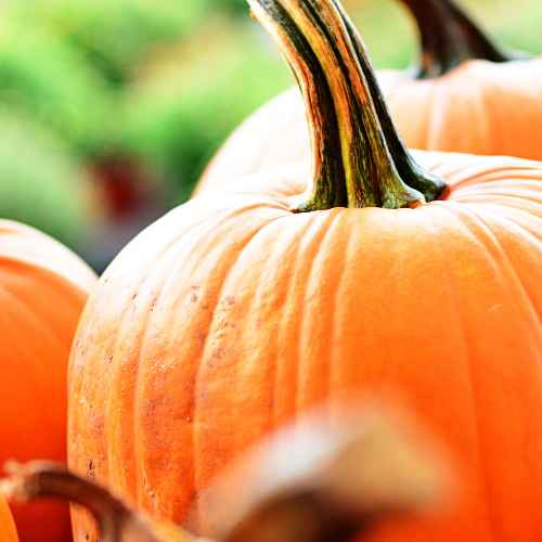 orange pumpkin in the fall Close-up of a bright orange pumpkin with a green stem, showing its textured surface. Another pumpkin is partially visible in the background, with a soft, out-of-focus green backdrop.